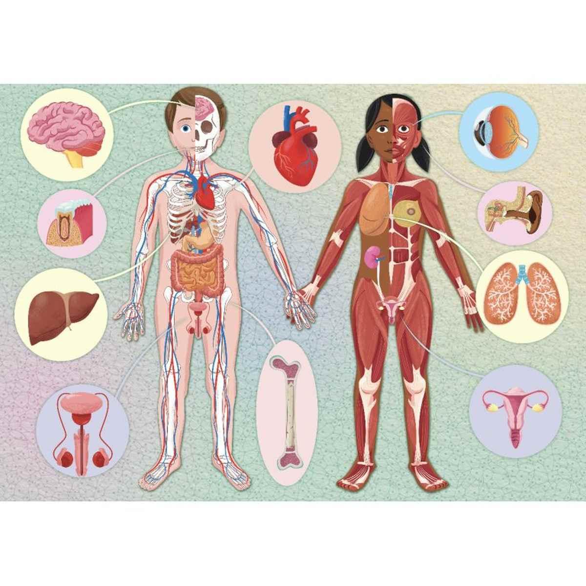 Sassi - mega atlas - il mega atlante del corpo umano